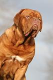 DOGUE DE BORDEAUX 154